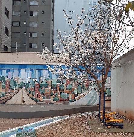 Ipê branco da Praça Janela do Sol