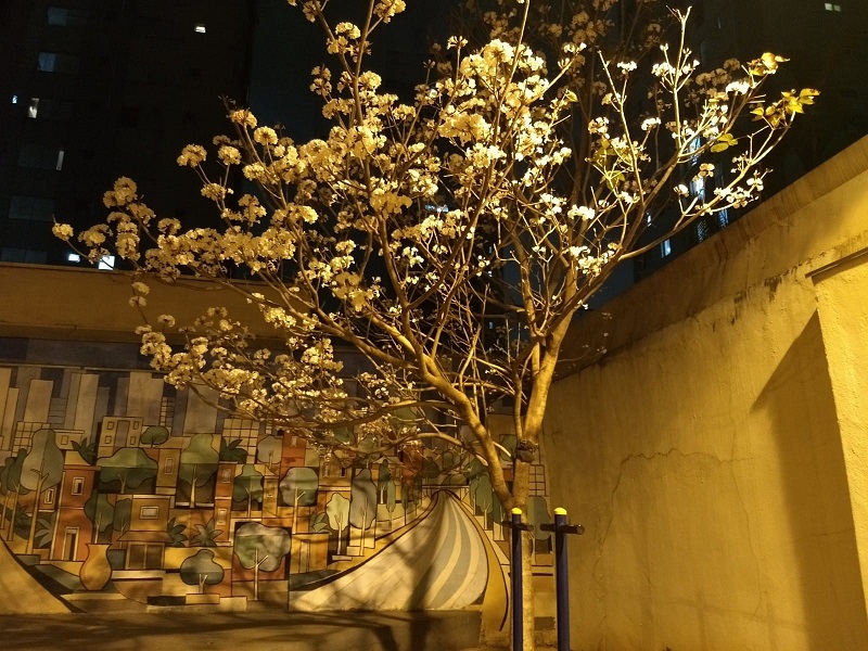 Ipê branco da Praça Janela do Sol, à noite