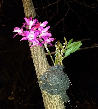 Orquídea da Praça Janela do Sol